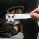 Illustration for article titled Fake Cartoon Eyes for Cats Make Everything Better